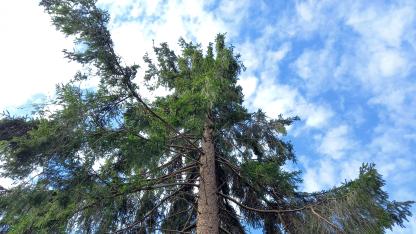 Auszeit im Harz